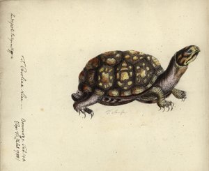 Terrapene carolina, na een gravure uit 